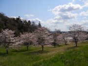 満開の桜