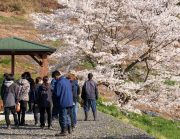 桜前線 一関に到着！