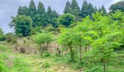 本社・山公園（夏）